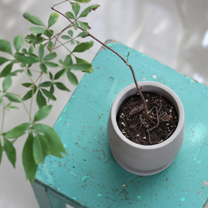 Round Cement Vase